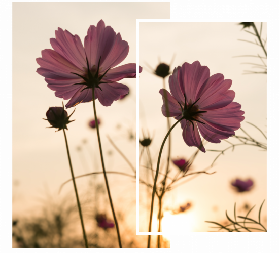 silhouette-pink-cosmos-flowers-garden